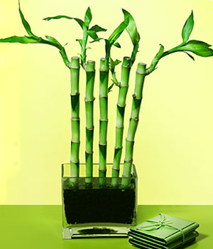  stanbul Beyolu 14 ubat sevgililer gn iek  Good Harmony Lucky Bamboo